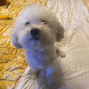 Meet your Posher, Diana